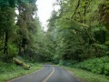 Prairie Creek Redwoods State Park