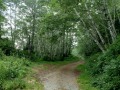 Prairie Creek Redwoods State Park