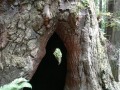 Prairie Creek Redwoods State Park