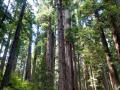 Prairie Creek Redwoods State Park