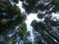 Prairie Creek Redwoods State Park