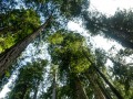 Prairie Creek Redwoods State Park