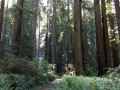 Prairie Creek Redwoods State Park