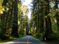 Prairie Creek Redwoods State Park