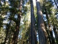 Prairie Creek Redwoods State Park