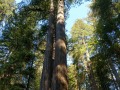 Prairie Creek Redwoods State Park