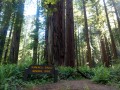 Prairie Creek Redwoods State Park