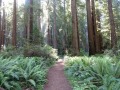 Prairie Creek Redwoods State Park