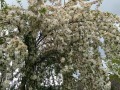 Truckee River RV Park - Flowering Tree