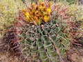 Cacti - Saguaro National Park