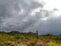 Rainy day at Saguaro National Park