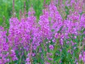 Roadside Flowers