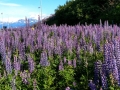 Valdez Flowers