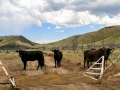 Cattle on road - Dinosaur National Monument