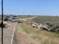 Sheep on road - Dinosaur National Monument