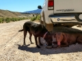 Thirsty pups - Dinosaur National Monument