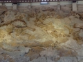 Wall of Bones - Fossil Quarry - Dinosaur National Monument, Utah/Colorado