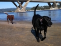 Jasmine & Pepper playing on beach at Alsea Bay