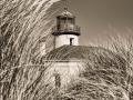 Sea Grass and Coquille River Lighthouse