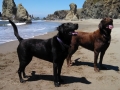 Happy pups at Bandon Beach