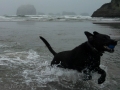 Pepper playing in the surf at Bandon Beach