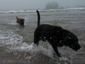 Jasmine & Pepper playing at Bandon Beach