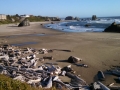 Bandon Beach & Logs