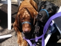 Pups at Tony's Crab Shack