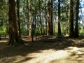 Bellingham / Lynden KOA - Tent Sites