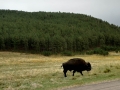Buffalo at Custer State Park