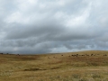 Buffalo at Custer State Park