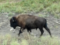 Buffalo at Custer State Park