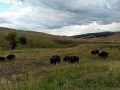 Buffalo at Custer State Park