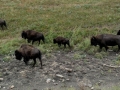 Buffalo at Custer State Park