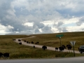 Buffalo at Custer State Park