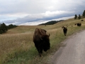 Buffalo at Custer State Park