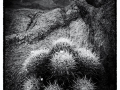 Cacti & Eastern Sierras Vista - Alabama Hills, California