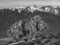 Moonlit Joshua Trees & Eastern Sierras from Cerro Gordo Road