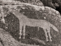 Bluff-Horse-Petroglyphs-6