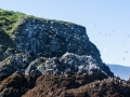 Gull Island - Nesting Glaucous Gulls, Common Murres & Cormorants