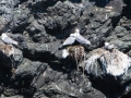 Gull Island - Nesting Glaucous Gulls