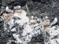 Gull Island - Nesting Glaucous Gulls