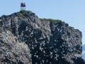 Gull Island - Gyre of Sea Birds