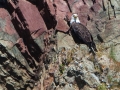 Bald Eagle Perched on Cliff