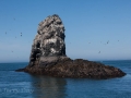 Nesting Sites on Rocky Pillar