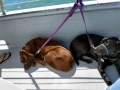 Jasmine & Pepper on Boat Tour