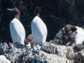 Nesting Common Murres