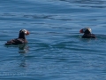 Crested Puffins