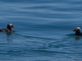 Crested Puffins