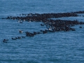 Drift of Murres